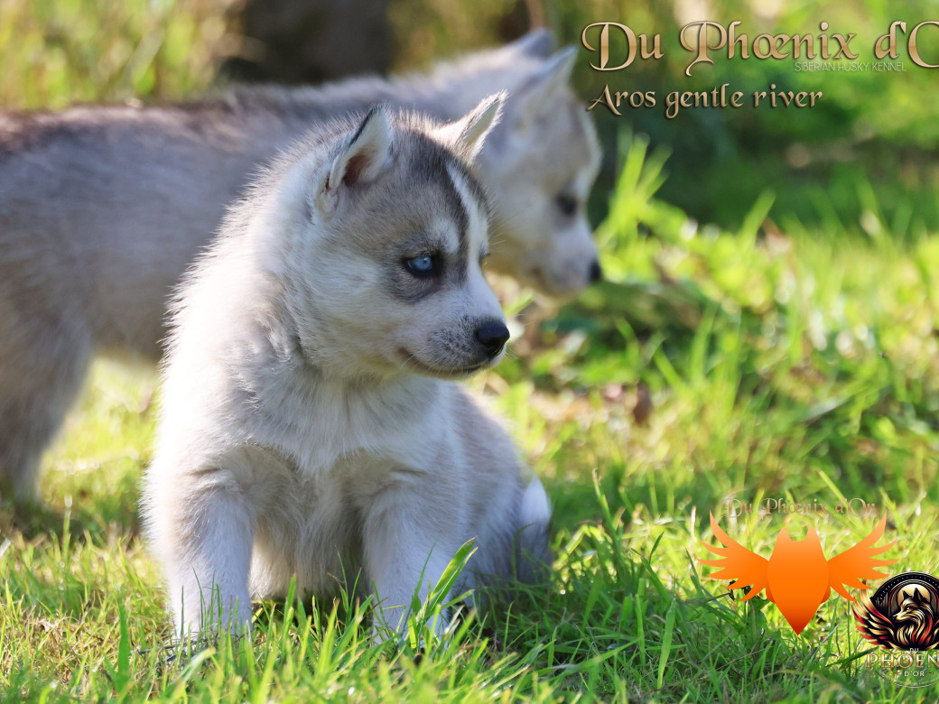Photo 23 de Mâle 4 - Twilight x Yoshi (Août 2025)