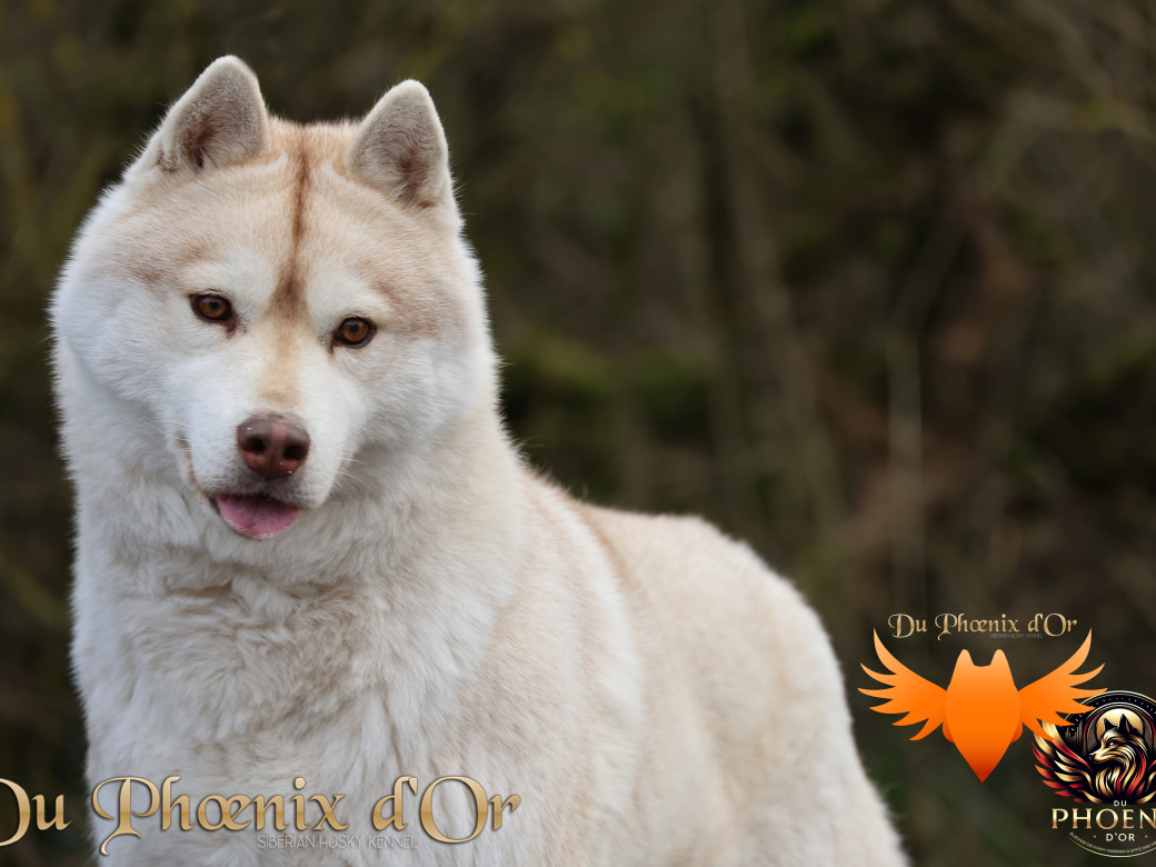 Serena Lavender du Phoenix d'or