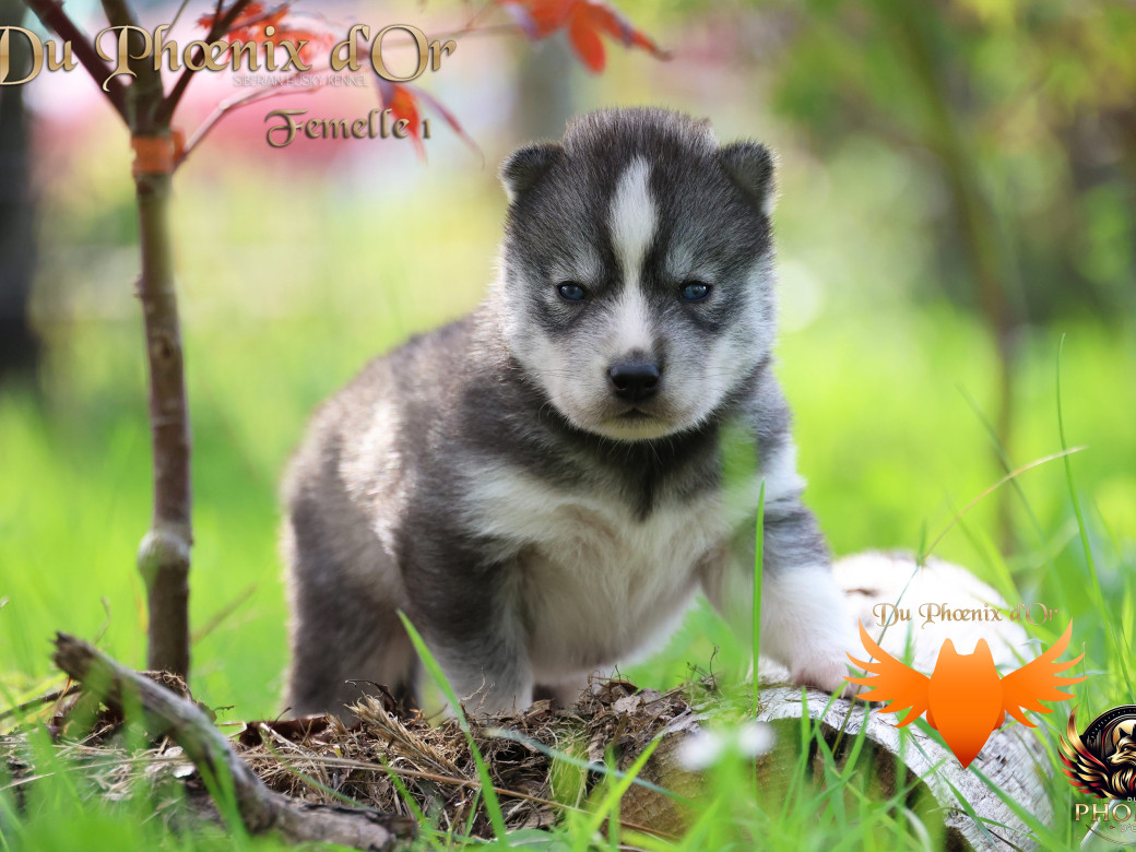 Photo 2 de Femelle 1 - Sweetie x Toruk (Septembre 2025)
