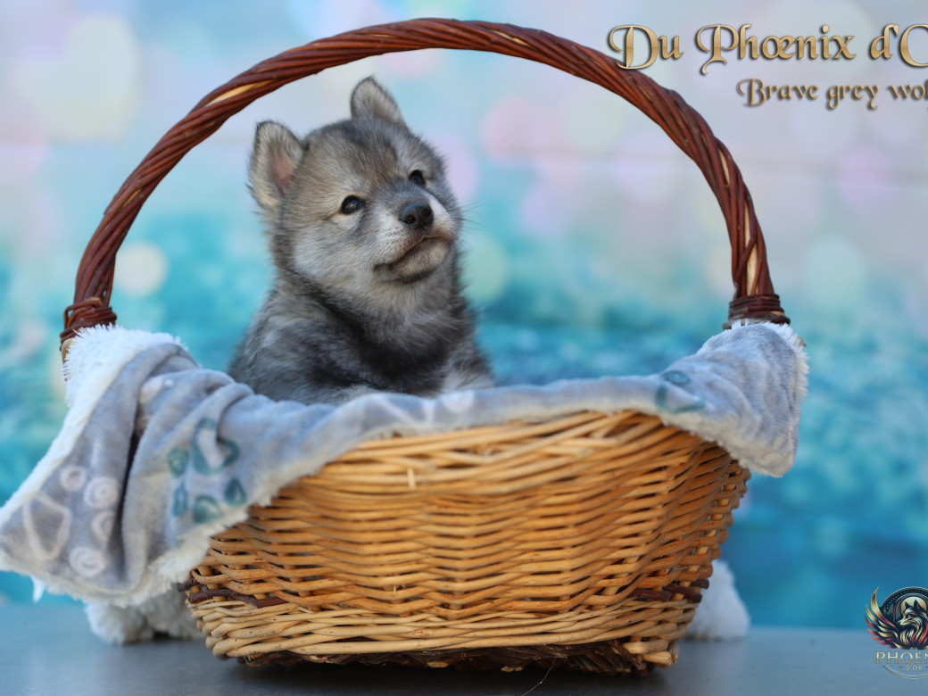 Photo 18 de Mâle 2 - Serena x Ragnar (Février 2026)