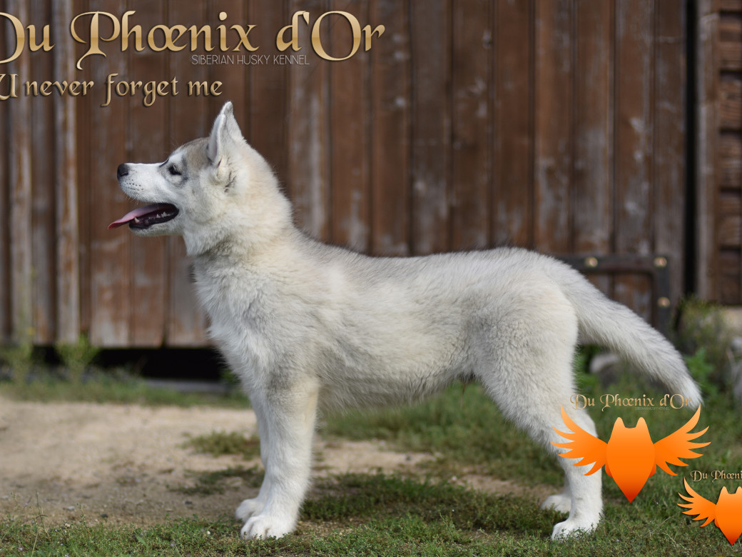 Picture of U never forget me du Phoenix d'or (Ustang)