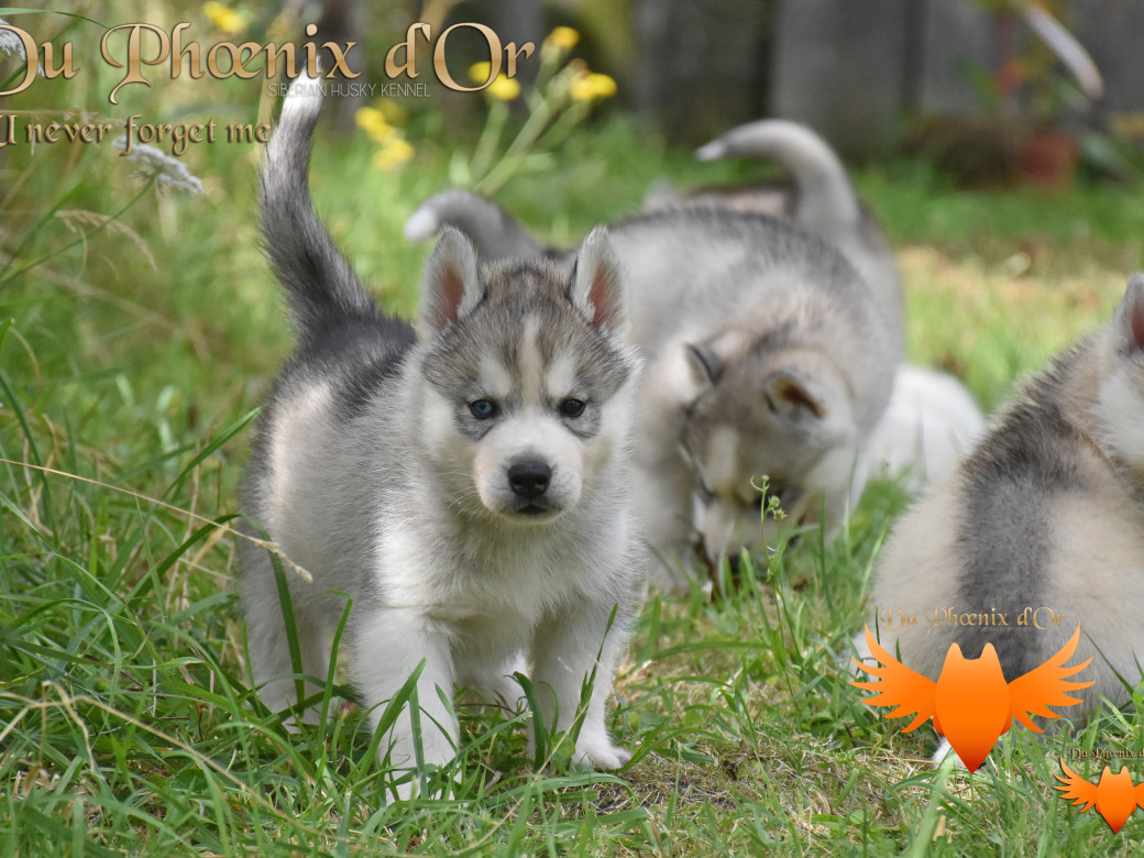 Picture of U never forget me du Phoenix d'or (Ustang)