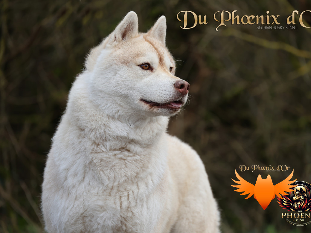 Picture of Serena Lavender du Phoenix d'or