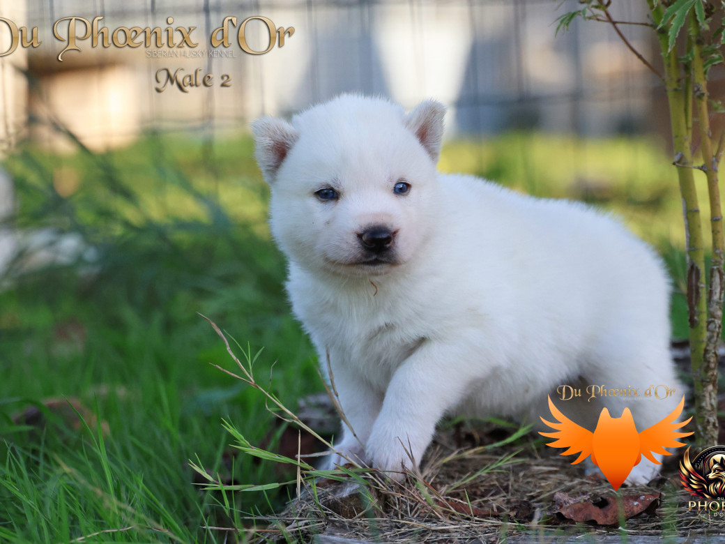 Photo 27 de Mâle 2 - Twilight x Yoshi (Août 2025)