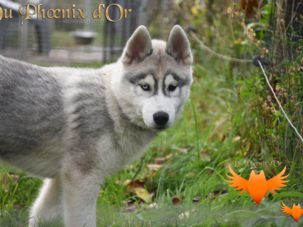 Picture of U never forget me du Phoenix d'or (Ustang)