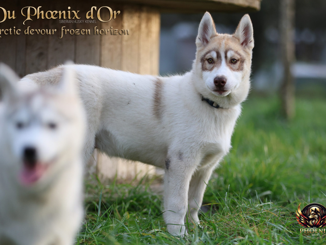 Photo 29 de Mâle 1 - Taïga x Ultra (Août 2025)