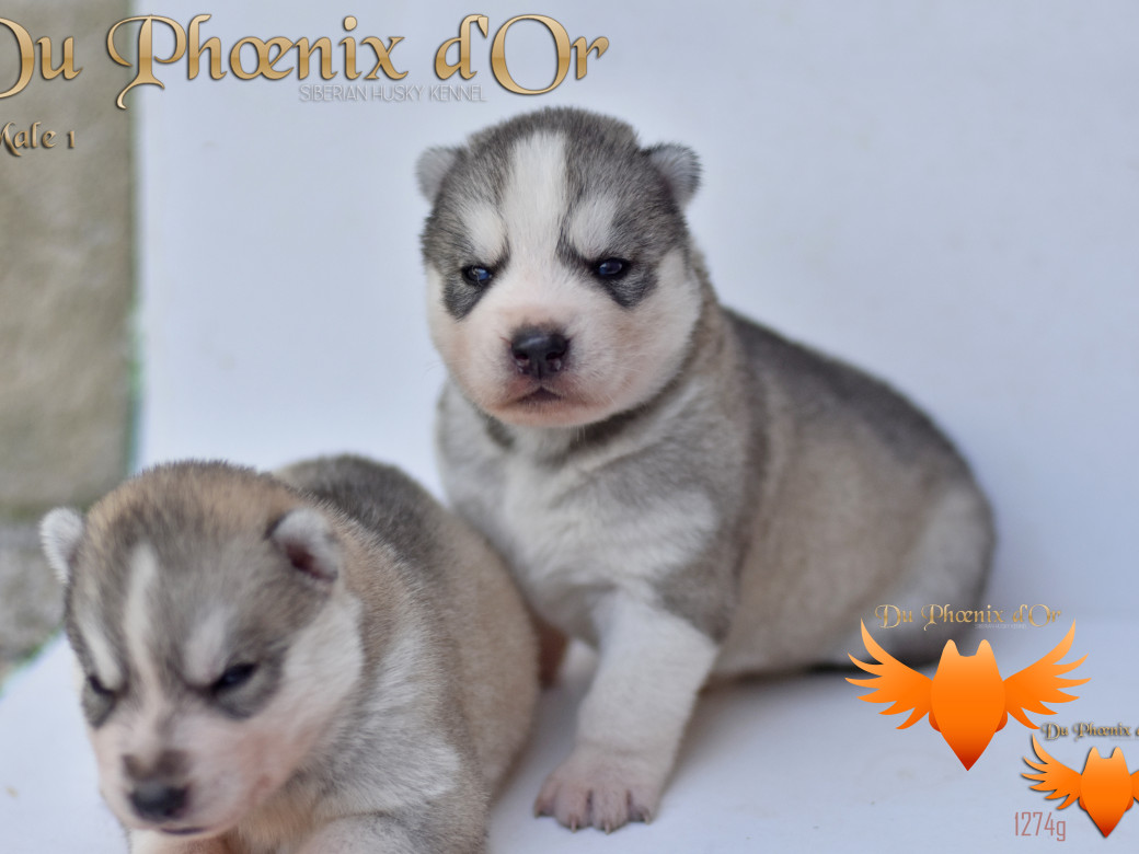 Picture of U travel to the best aventure du Phoenix d'or