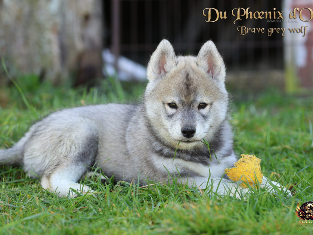 Photo 4 de Mâle 2 - Serena x Ragnar (Février 2026)