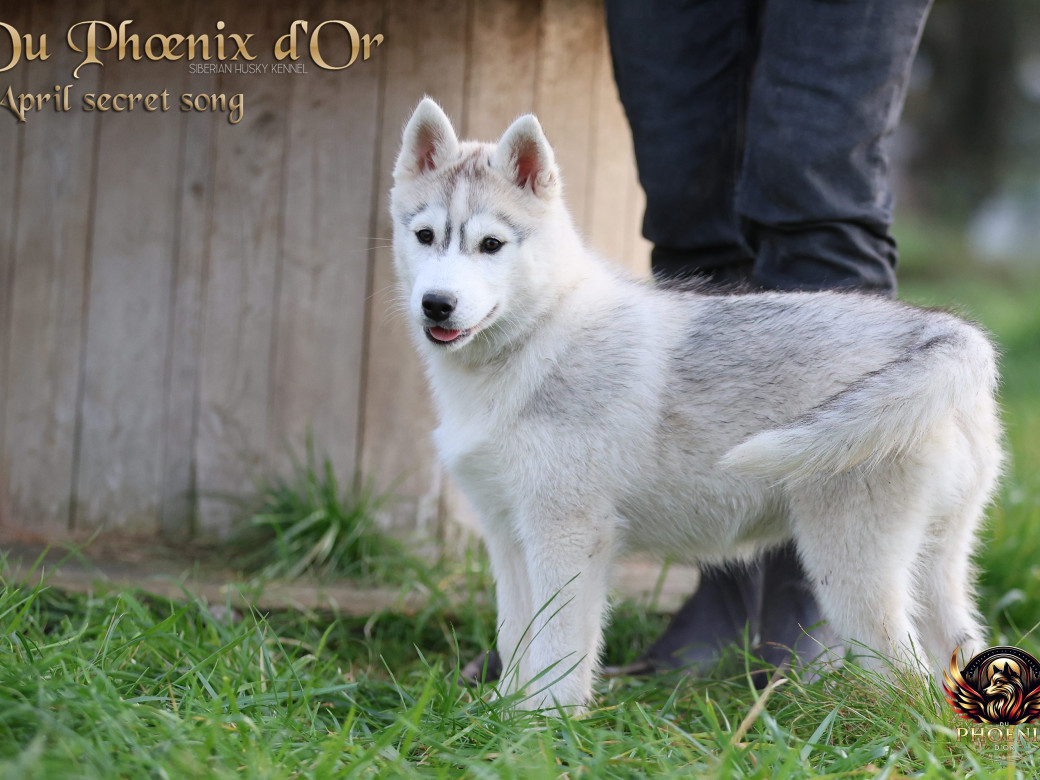 Photo 12 de Femelle 2 - Sweetie x Toruk (Septembre 2025)