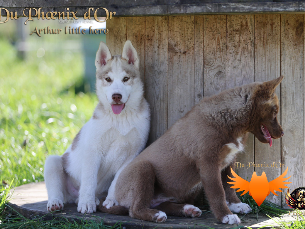 Photo 29 de Mâle 2 - Taïga x Ultra (Août 2025)