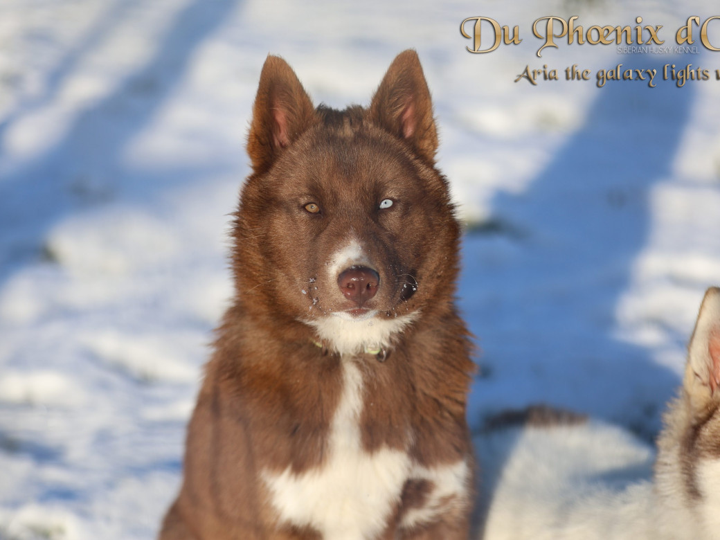 Photo 2 de Femelle 4 - Taïga x Ultra (Août 2025)