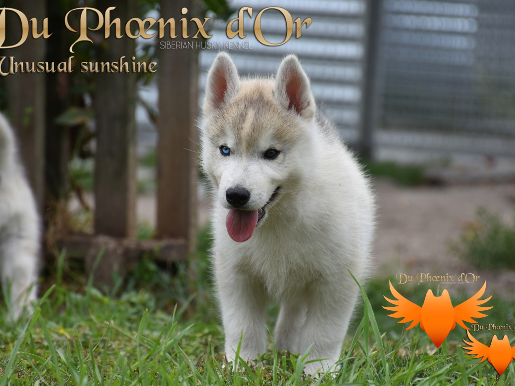 Picture of Unusual Sunshine du Phoenix d'or