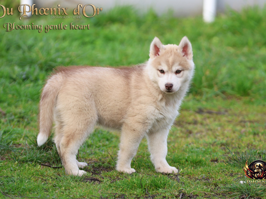 Photo 10 de Femelle 1 - Pandora x Moky (Janvier 2026)