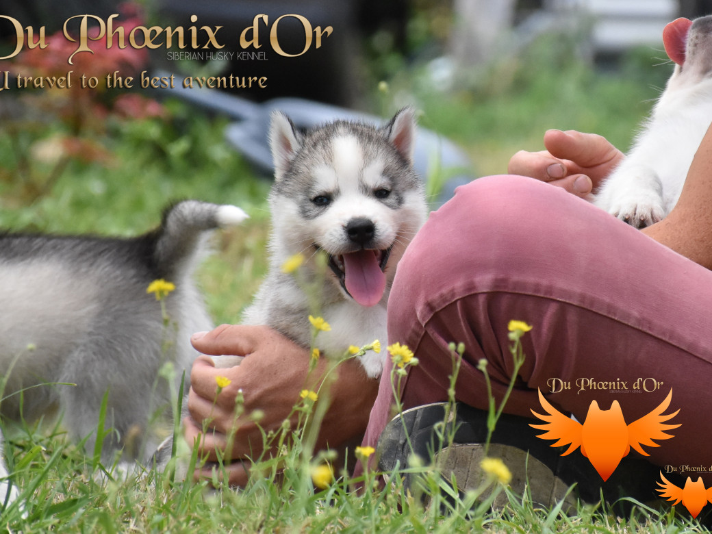 Picture of U travel to the best aventure du Phoenix d'or