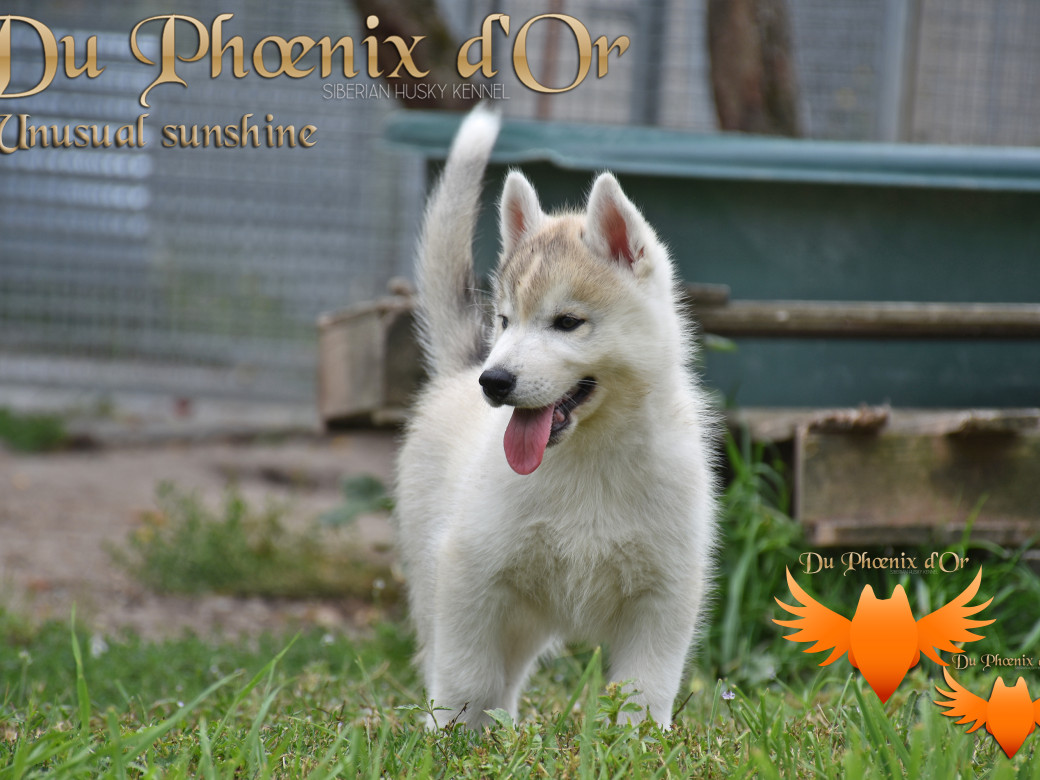 Picture of Unusual Sunshine du Phoenix d'or