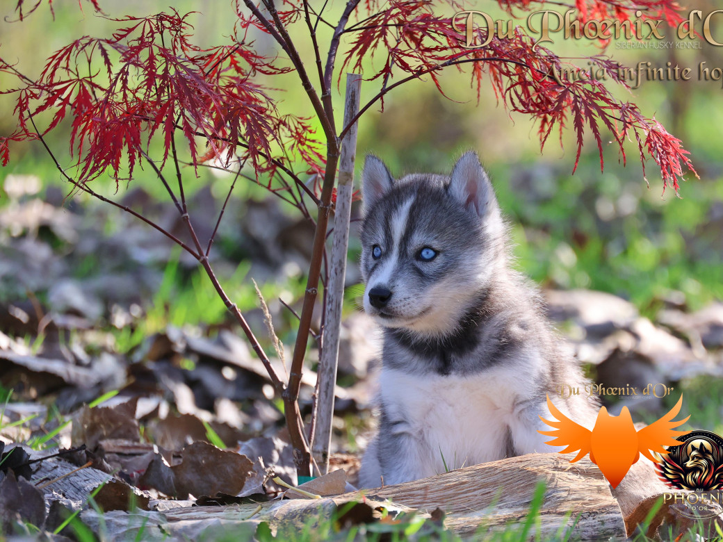 Photo 7 de Femelle 1 - Sweetie x Toruk (Septembre 2025)