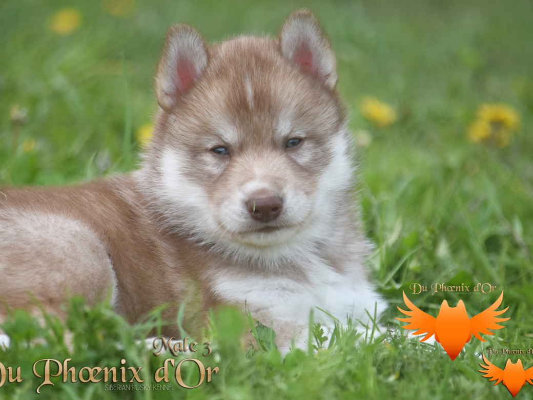 Picture of Veasley magic red du Phoenix d'or - Moon & Shiiro