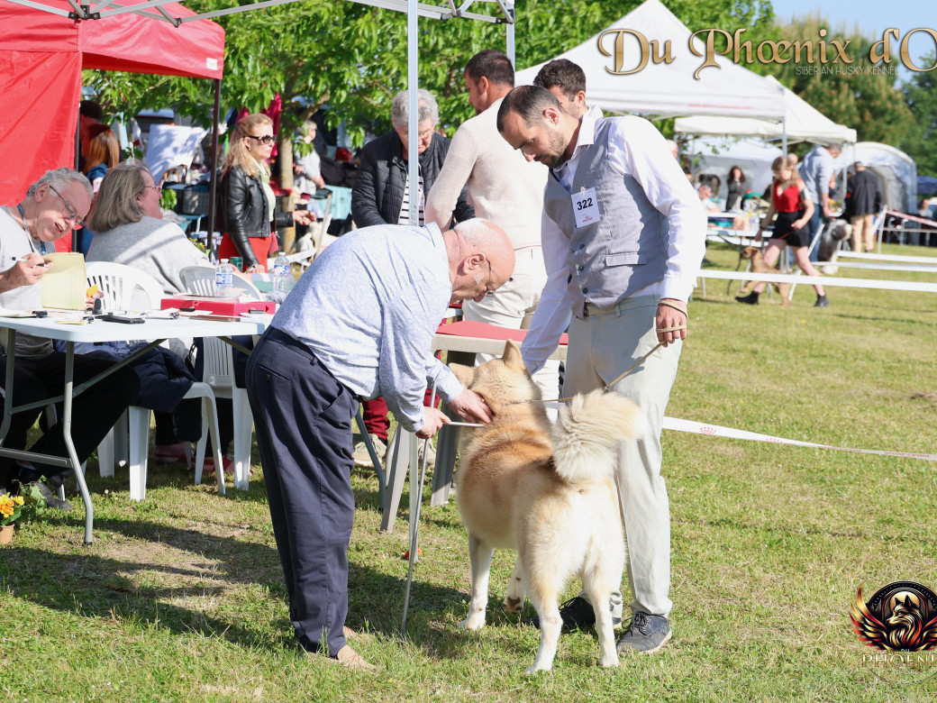 Photo 9 de Unix ultime touch the stars Du Phoenix D'Or