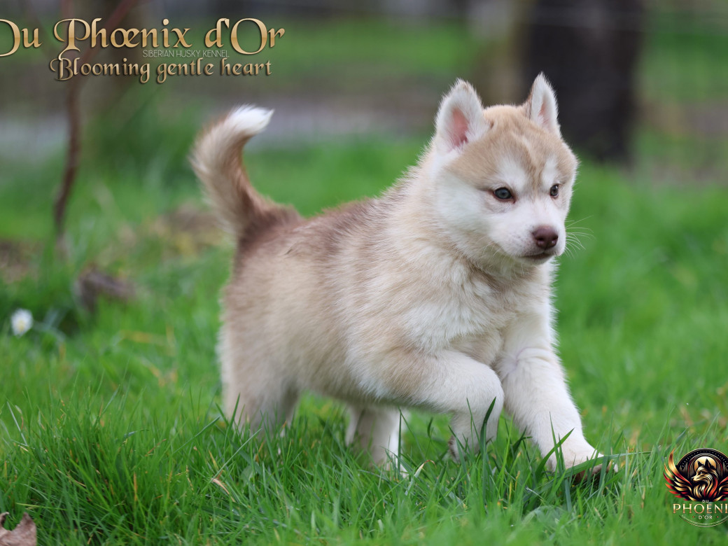 Photo 20 de Femelle 1 - Pandora x Moky (Janvier 2026)