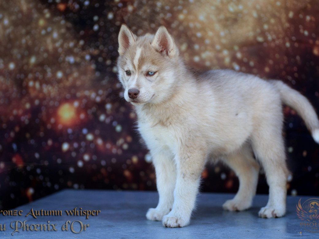 Photo 10 de Femelle 3 - Pandora x Moky (Janvier 2026)