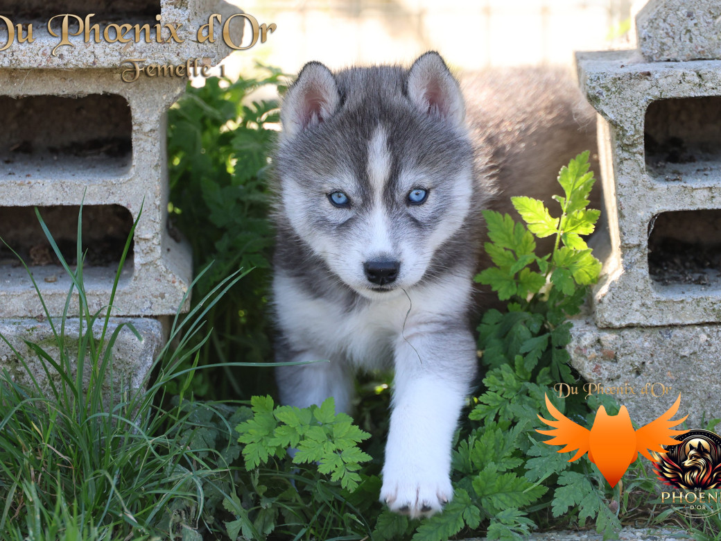 Photo 3 de Femelle 1 - Sweetie x Toruk (Septembre 2025)