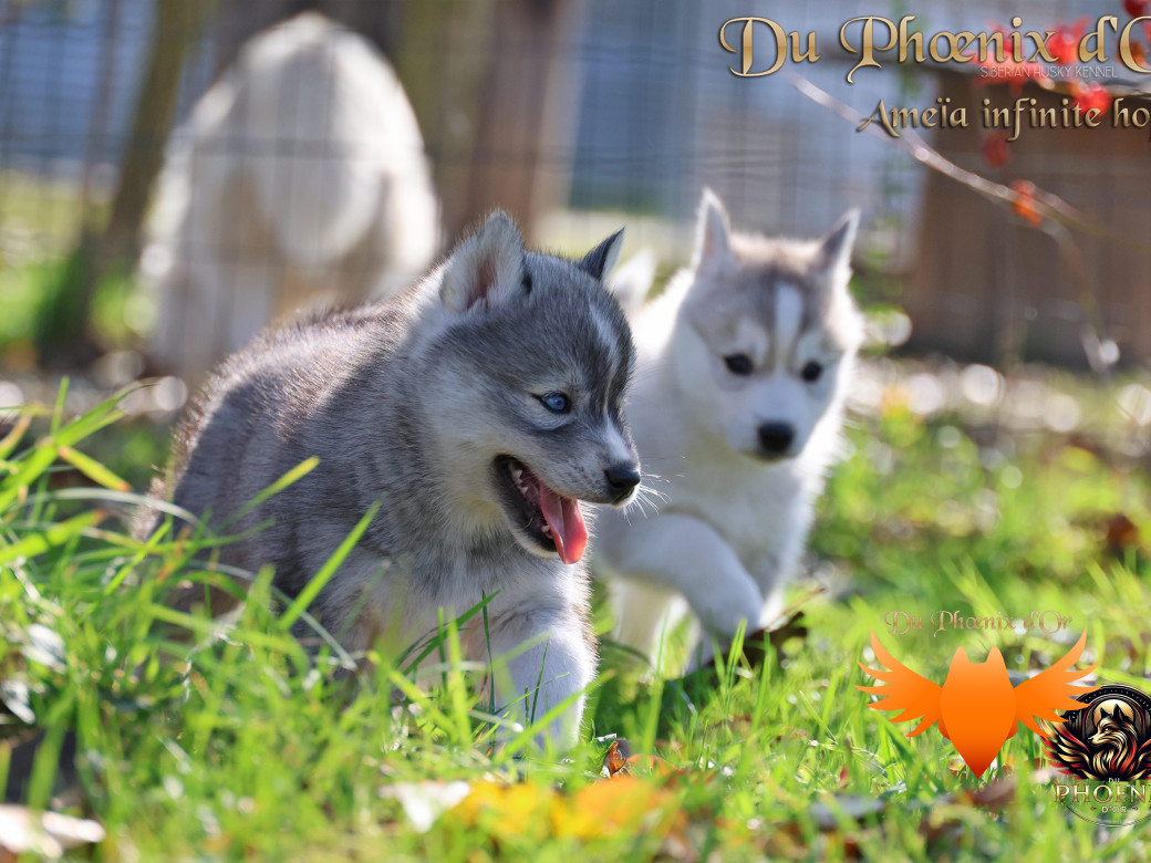 Photo 6 de Femelle 3 - Sweetie x Toruk (Septembre 2025)