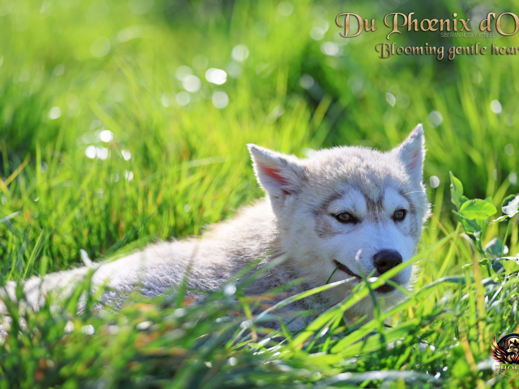 Photo 3 de Femelle 1 - Pandora x Moky (Janvier 2026)