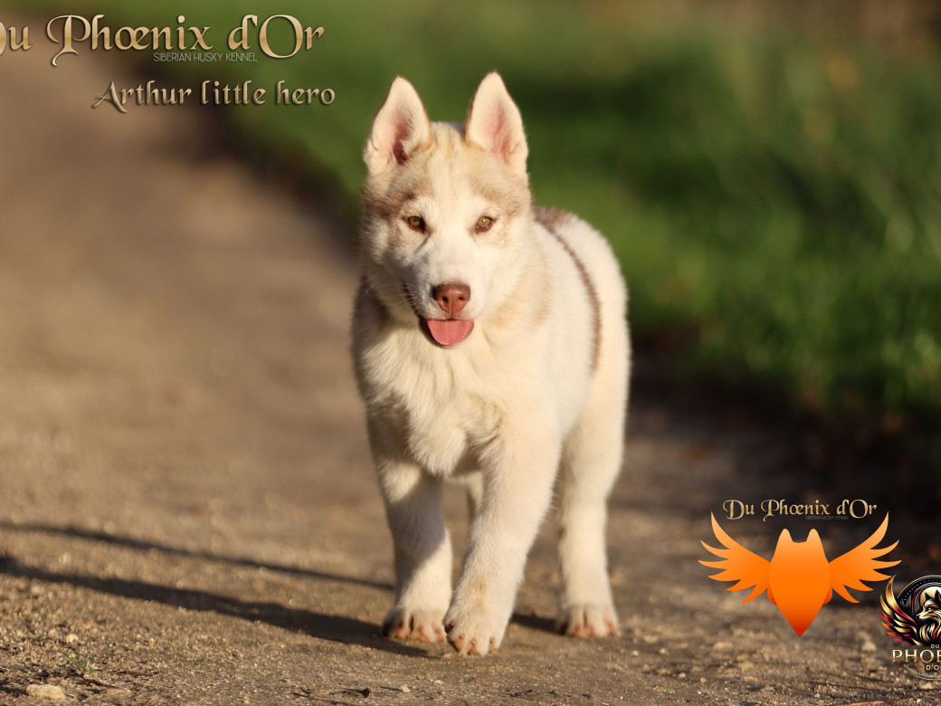 Photo 30 de Mâle 2 - Taïga x Ultra (Août 2025)