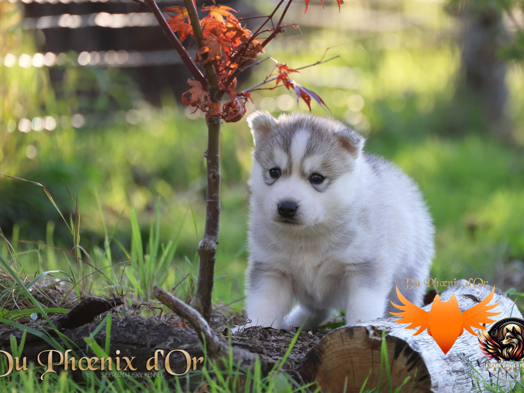 Photo 31 de Femelle 2 - Sweetie x Toruk (Septembre 2025)