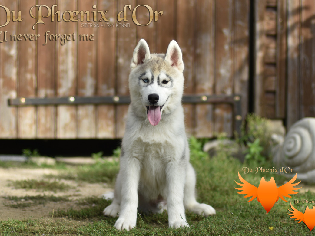 Picture of U never forget me du Phoenix d'or (Ustang)