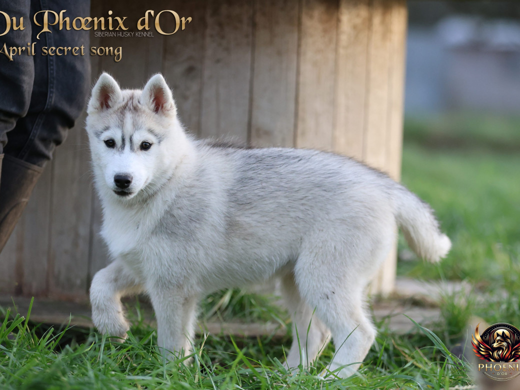 Photo 13 de Femelle 2 - Sweetie x Toruk (Septembre 2025)