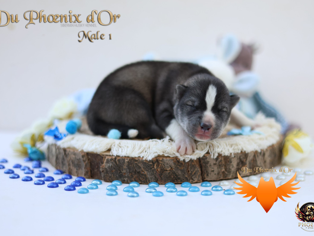 Photo 7 de Mâle 1 - Sweetie x Toruk (Septembre 2025)
