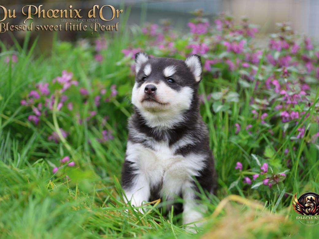 Picture of Femelle 2 - Serena x Ragnar (Février 2026)