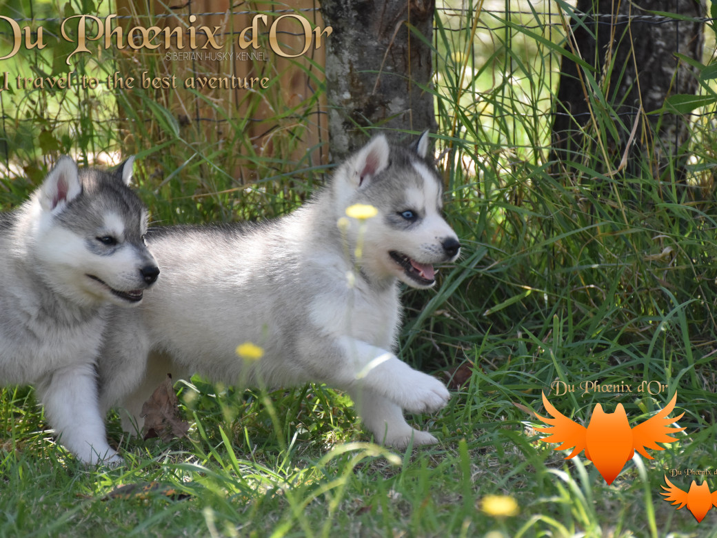 Picture of U travel to the best aventure du Phoenix d'or