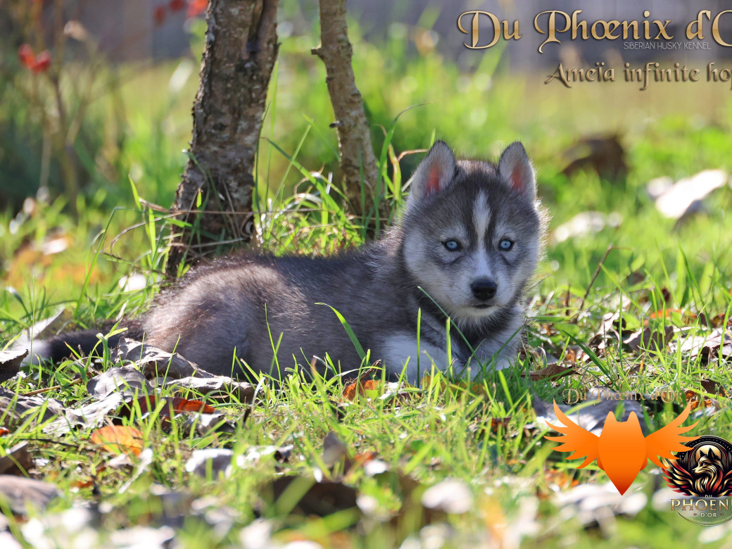 Photo 10 de Femelle 1 - Sweetie x Toruk (Septembre 2025)