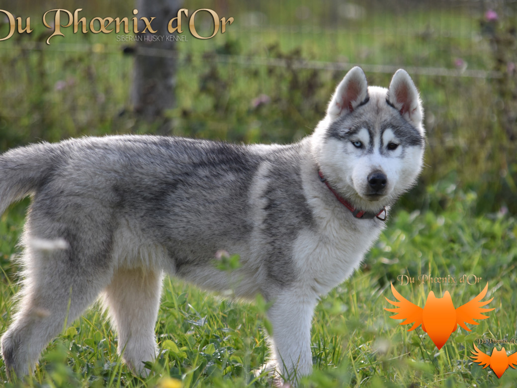 Picture of U never forget me du Phoenix d'or (Ustang)