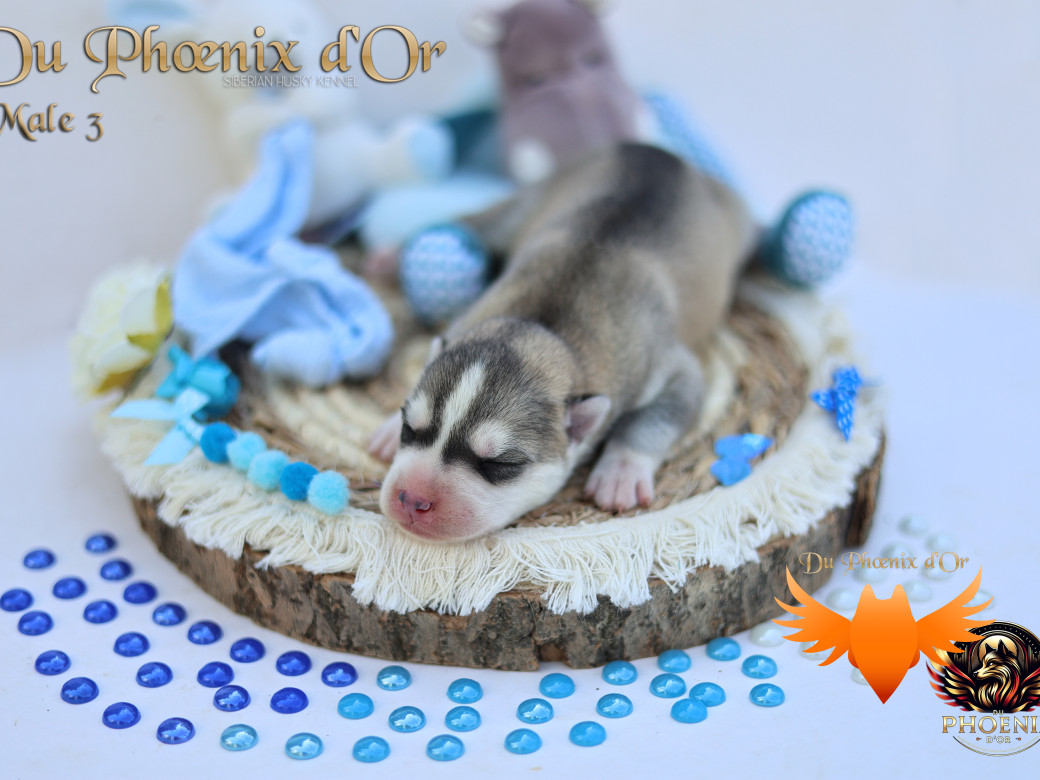 Photo 25 de Mâle 3 - Twilight x Yoshi (Août 2025)