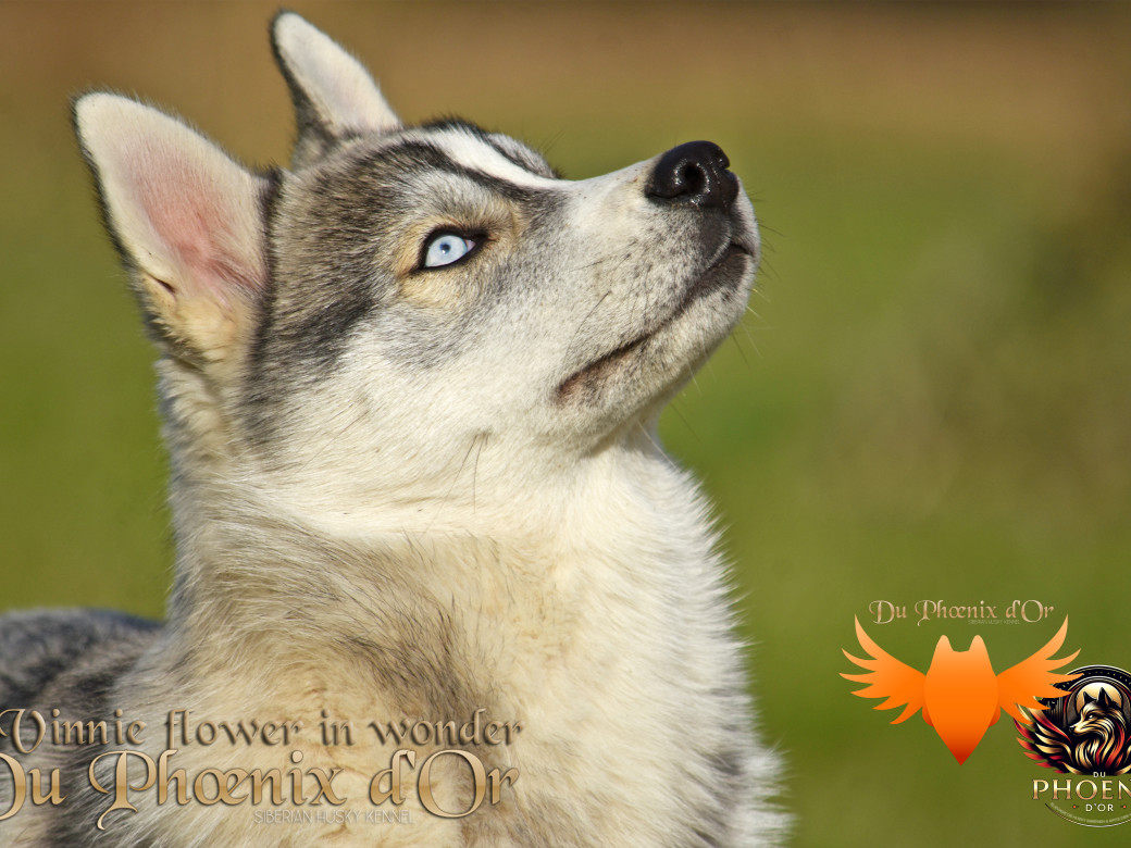 Picture of Vinnie flower in wonder du Phoenix d'or - Ruruk