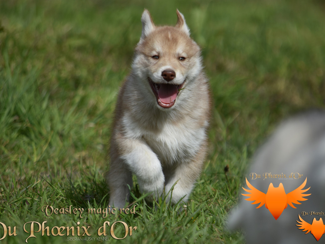 Picture of Veasley magic red du Phoenix d'or - Moon & Shiiro