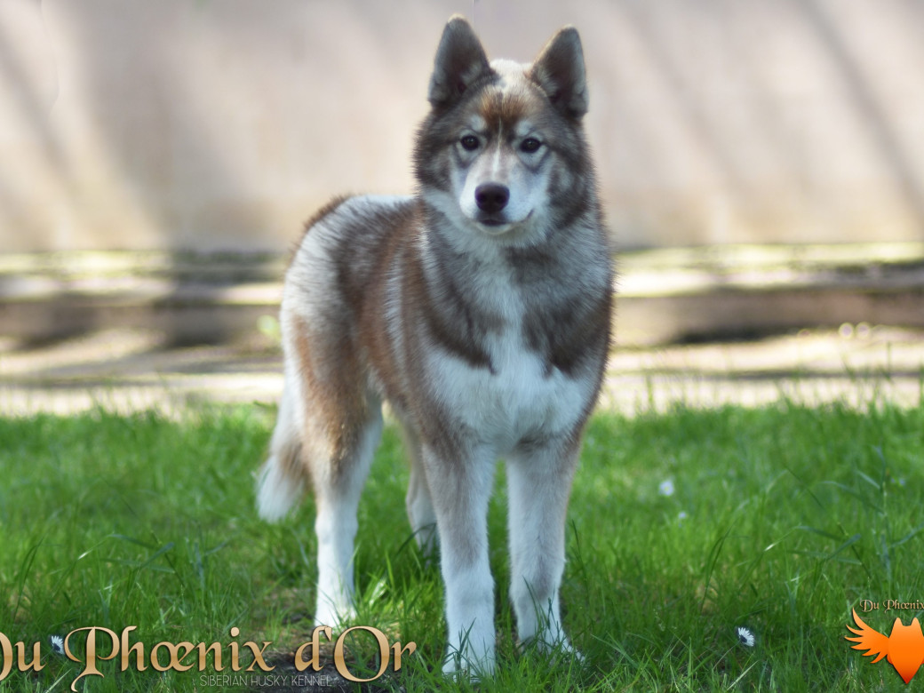 Photo 29 de Unix ultime touch the stars Du Phoenix D'Or