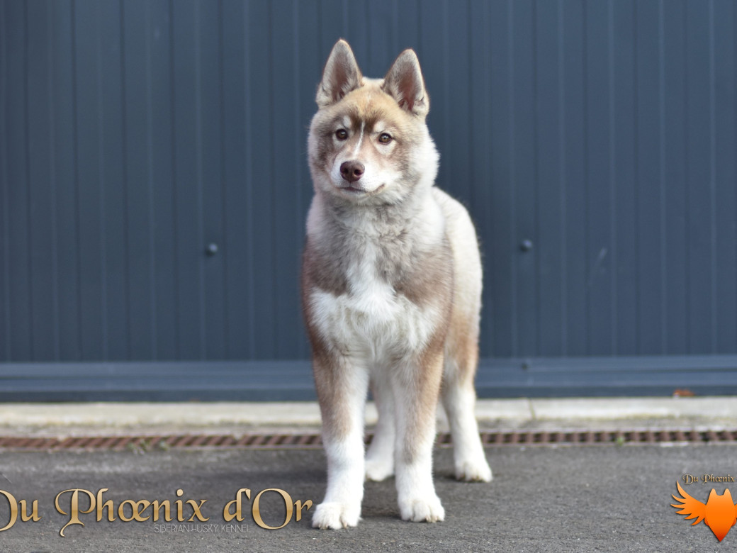 Photo 70 de Unix ultime touch the stars Du Phoenix D'Or