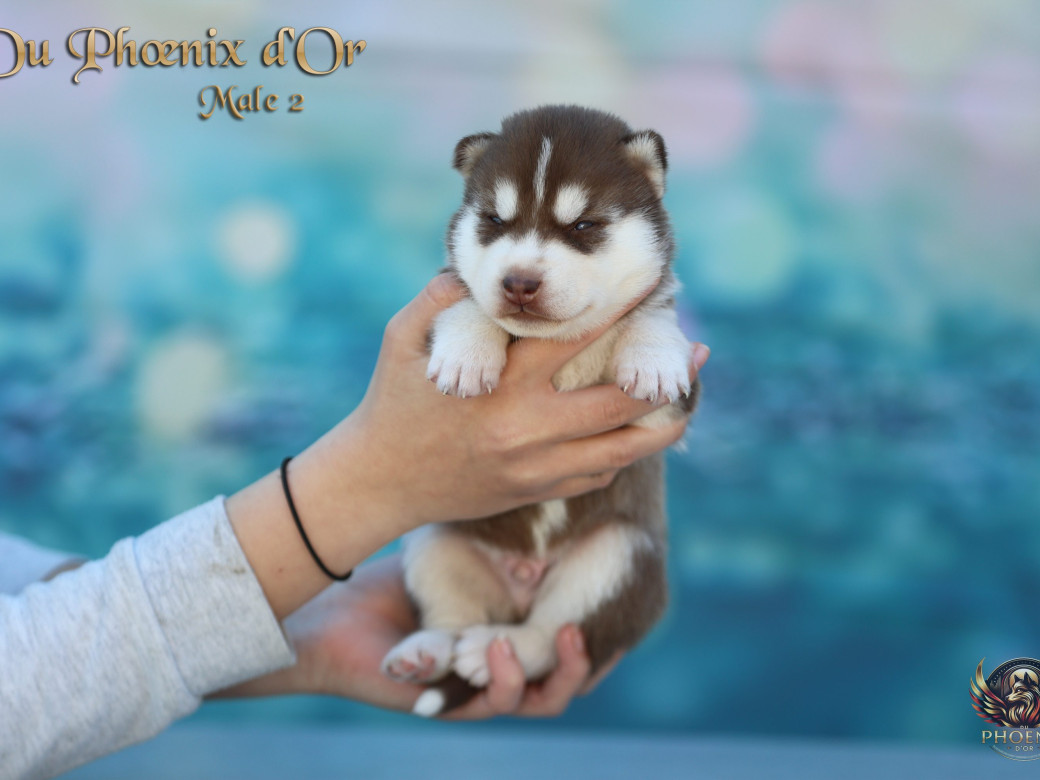 Photo 4 de Mâle 2 - Moon x Ultra (Mars 2026)