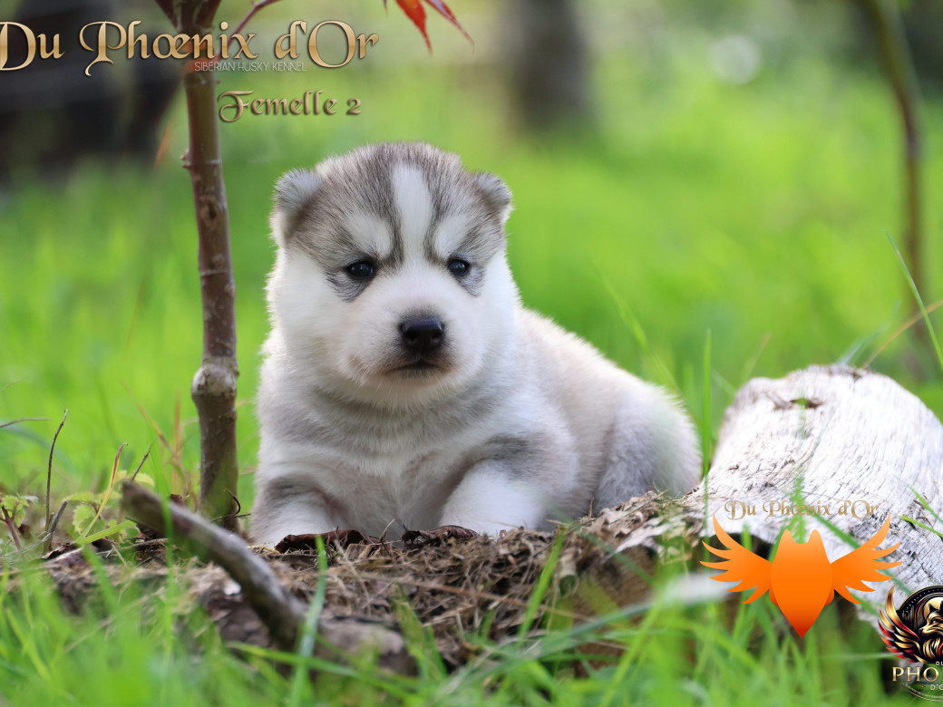 Photo 2 de Femelle 2 - Sweetie x Toruk (Septembre 2025)
