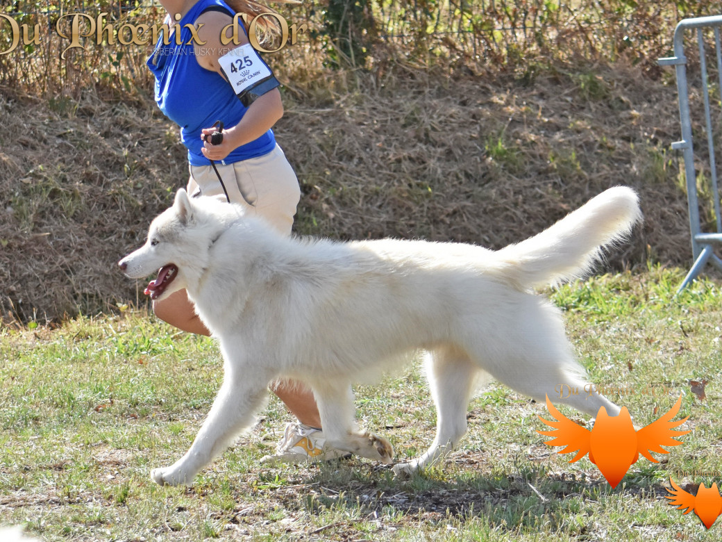 Picture of Shiiro Hokori du Phoenix d'or