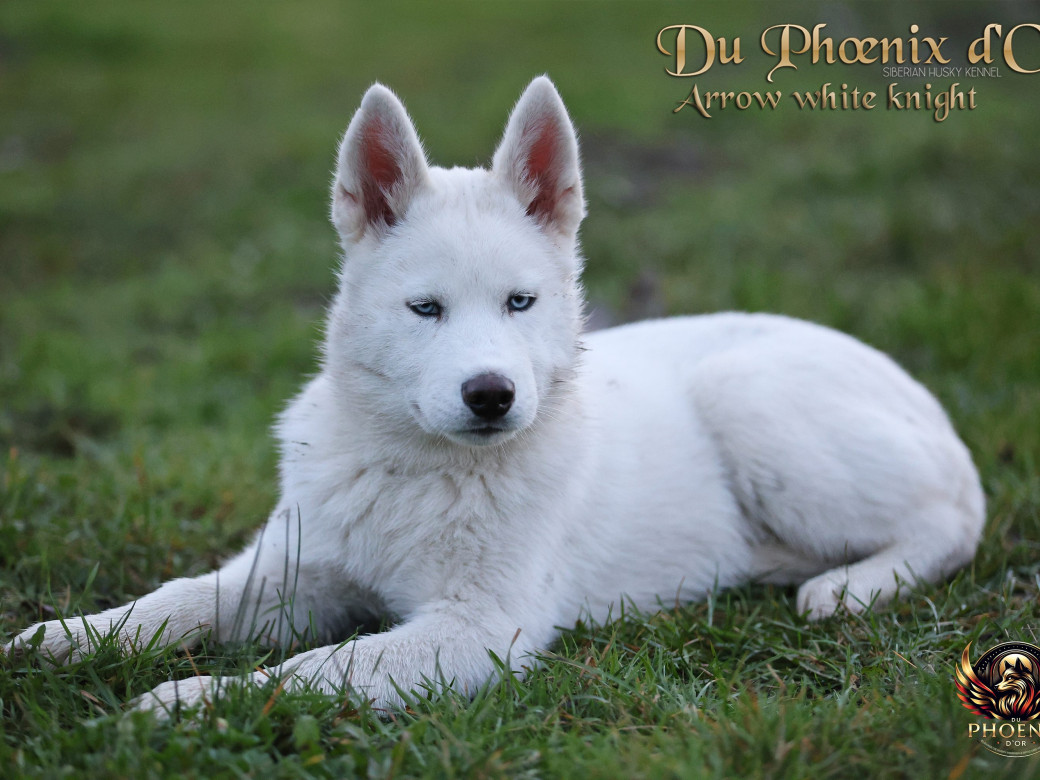 Photo 15 de Mâle 2 - Twilight x Yoshi (Août 2025)