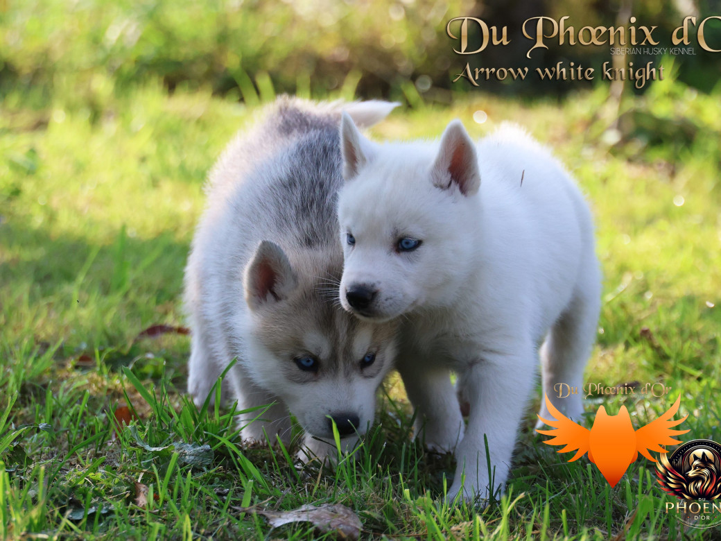 Photo 9 de Mâle 2 - Twilight x Yoshi (Août 2025)