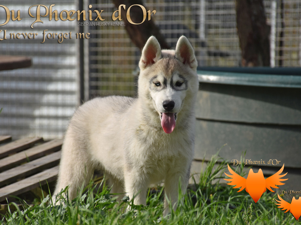 Picture of U never forget me du Phoenix d'or (Ustang)