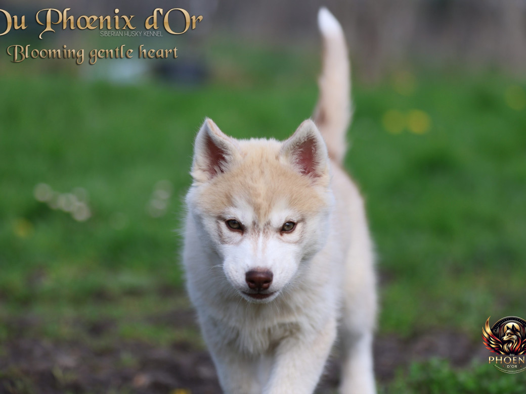 Photo 12 de Femelle 1 - Pandora x Moky (Janvier 2026)