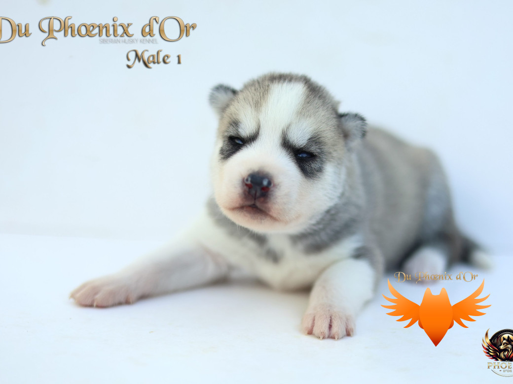 Photo 18 de Mâle 1 - Twilight x Yoshi (Août 2025)