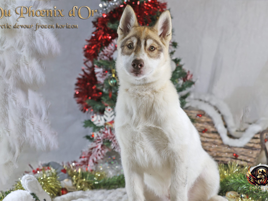 Photo 25 de Mâle 1 - Taïga x Ultra (Août 2025)